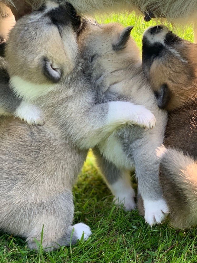 chiot Akita Du Domaine Des Robes Sacrées