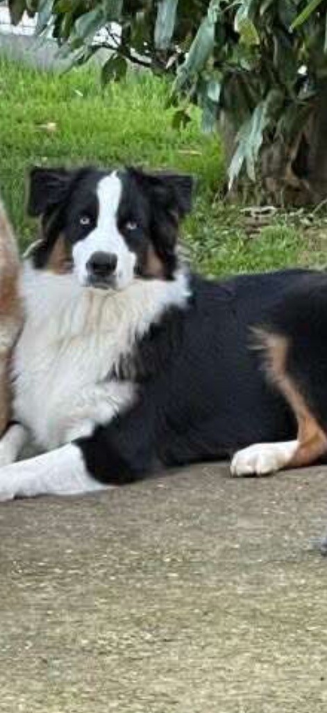 Uzzie du domaine de velleron