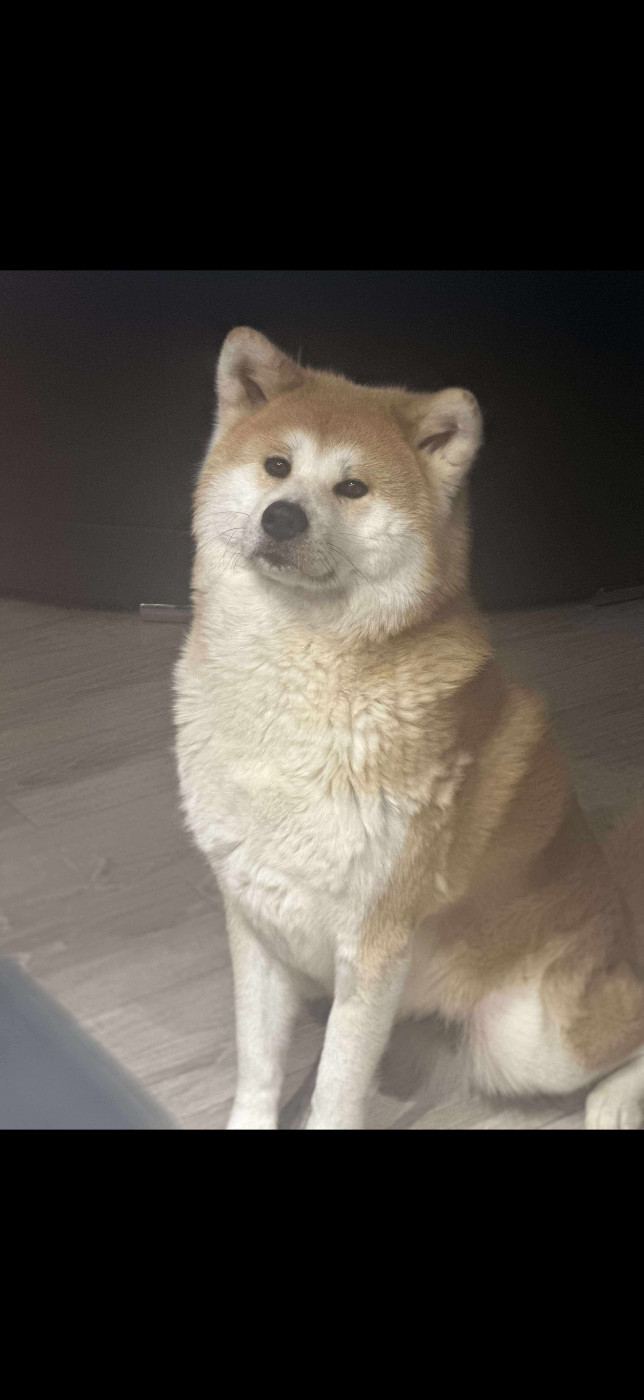 Ruby go des fidèles d Akita ken Des Fideles Akita Ken