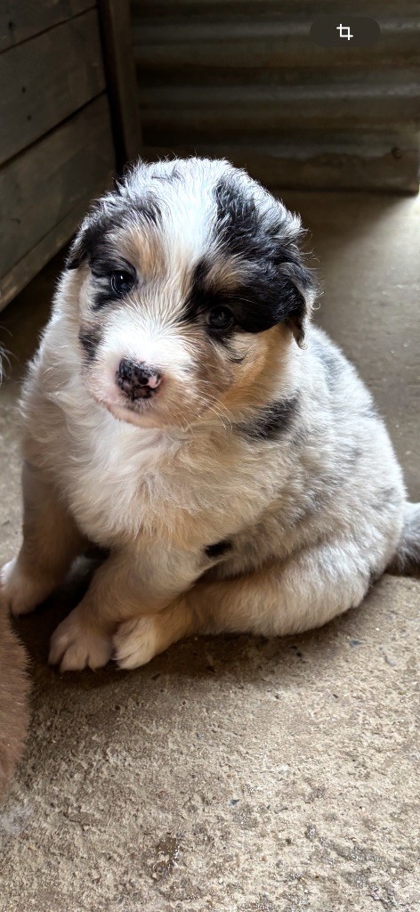 Du Domaine Des Robes Sacrées - Chiots disponibles - Berger Australien