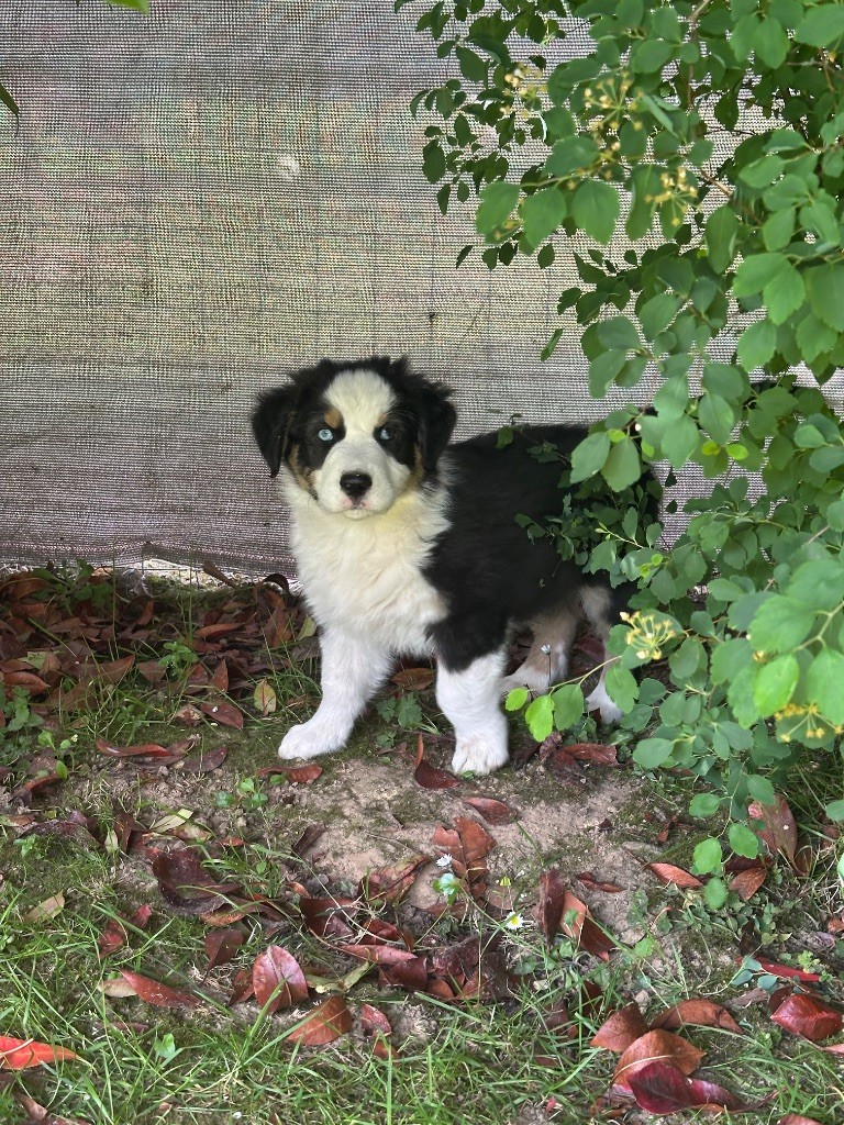 Du Domaine Des Robes Sacrées - Chiots disponibles - Berger Australien