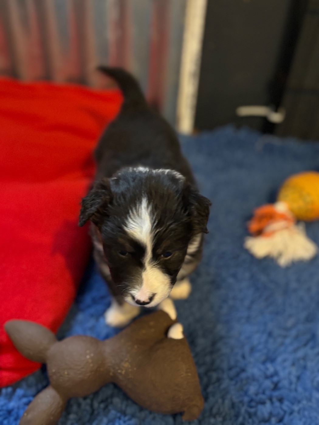 Du Domaine Des Robes Sacrées - Chiots disponibles - Berger Australien