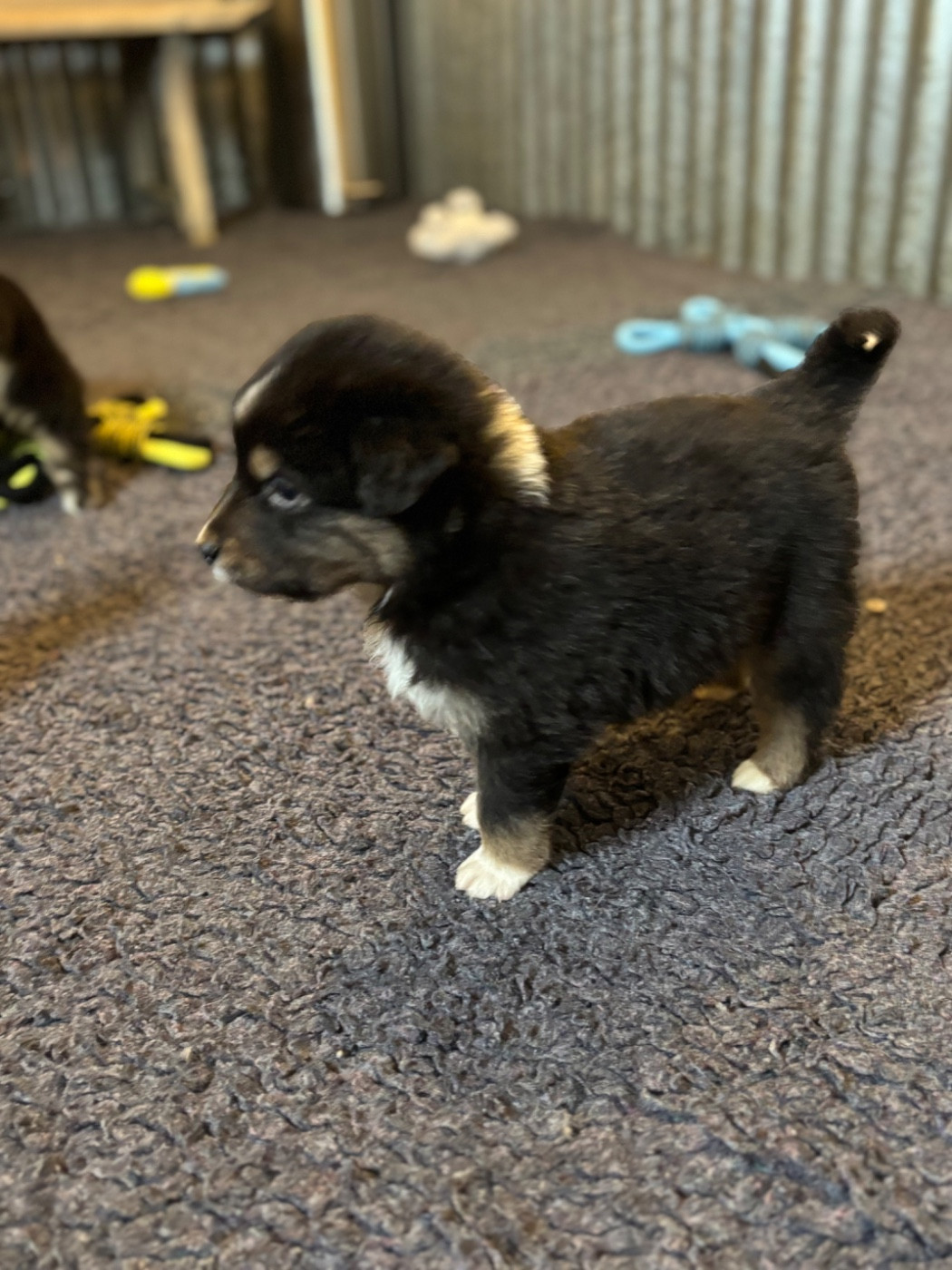 Du Domaine Des Robes Sacrées - Chiots disponibles - Berger Australien