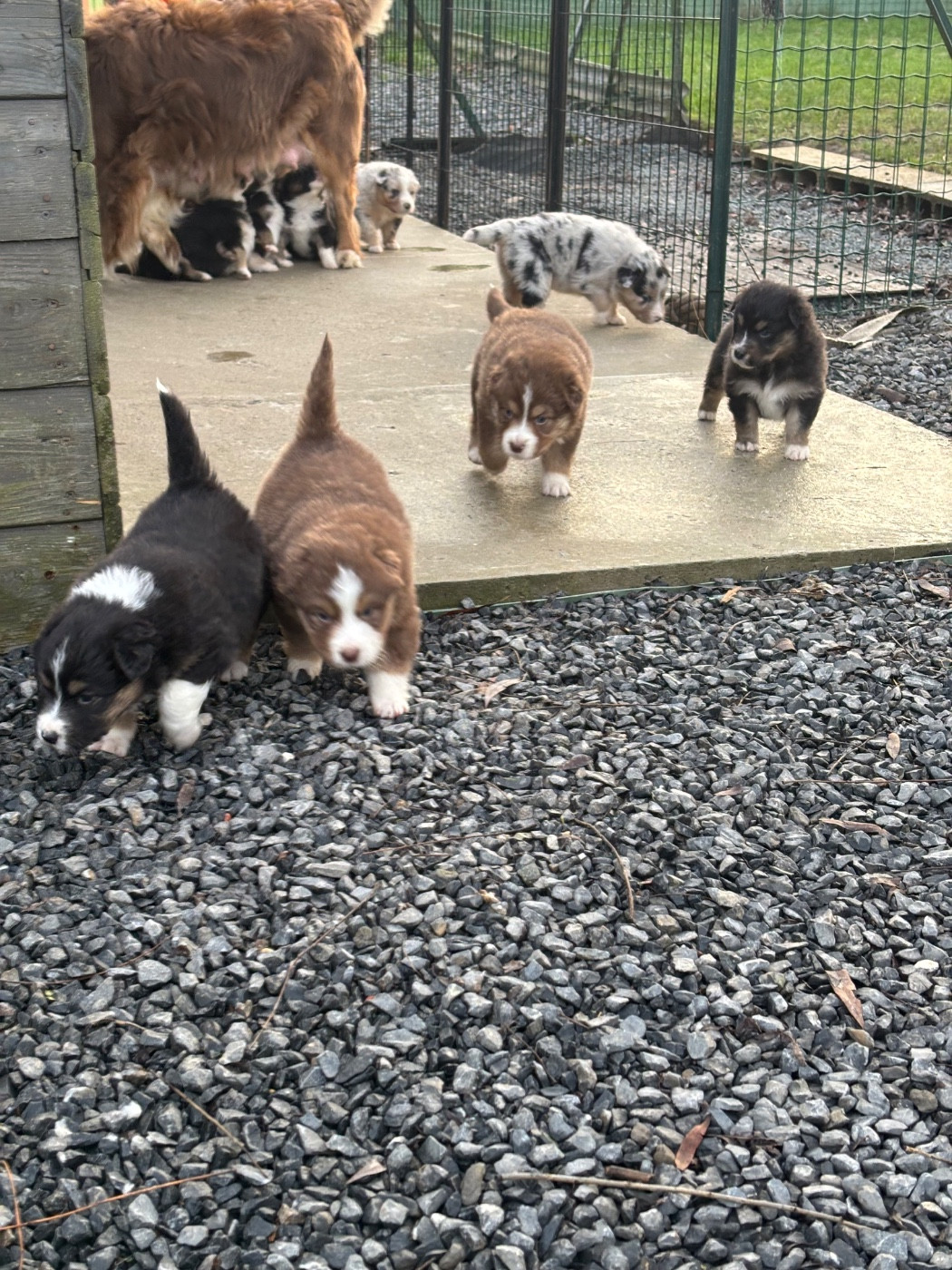 Chiot Berger Australien Du Domaine Des Robes Sacrées