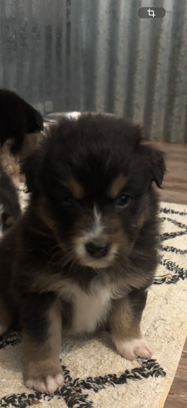 Du Domaine Des Robes Sacrées - Chiots disponibles - Berger Australien