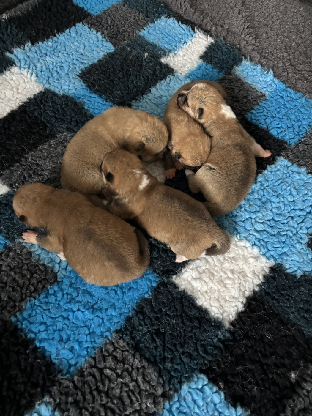 Chiot Berger Australien Du Domaine Des Robes Sacrées
