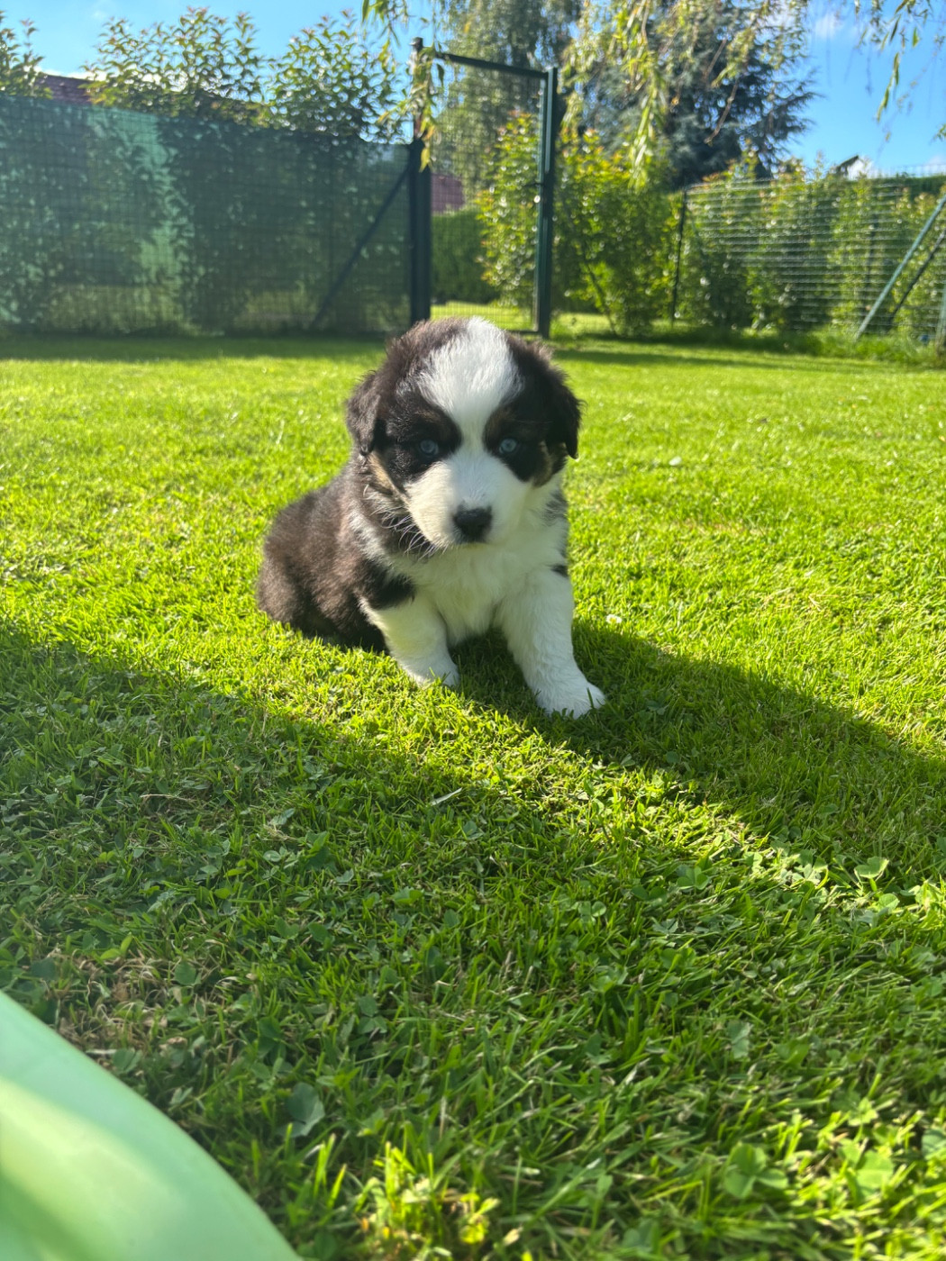 Du Domaine Des Robes Sacrées - Chiots disponibles - Berger Australien