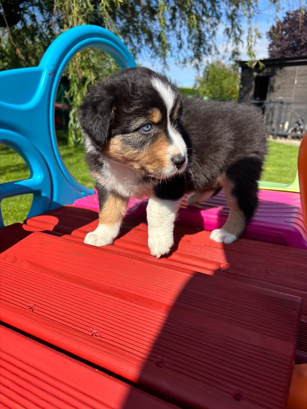 Du Domaine Des Robes Sacrées - Chiots disponibles - Berger Australien