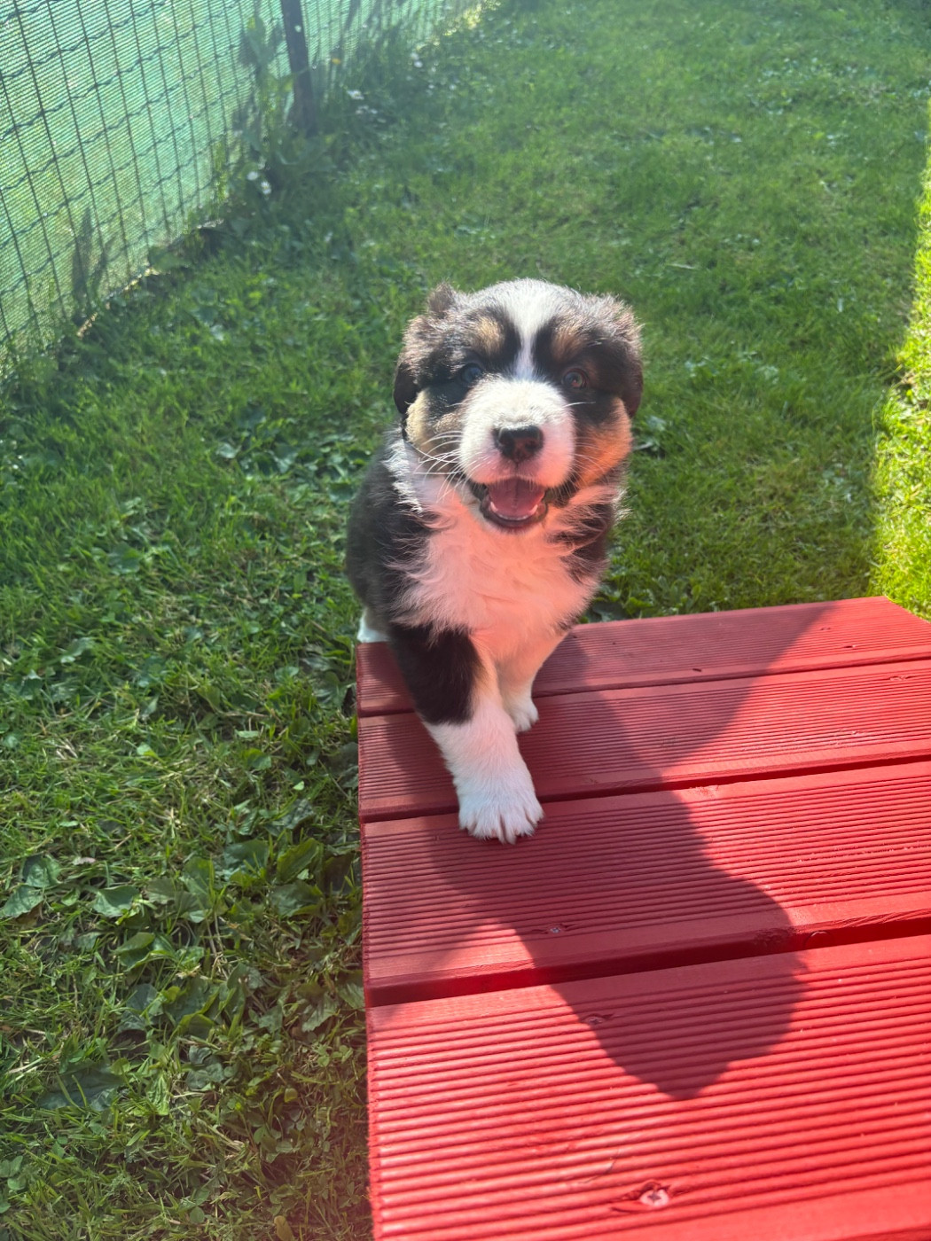 Du Domaine Des Robes Sacrées - Chiots disponibles - Berger Australien