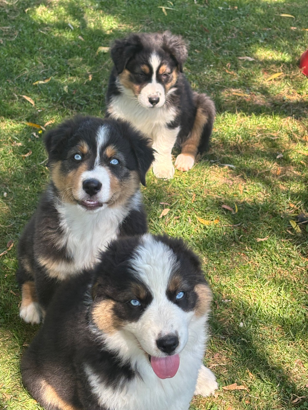 Du Domaine Des Robes Sacrées - Chiots disponibles - Berger Australien