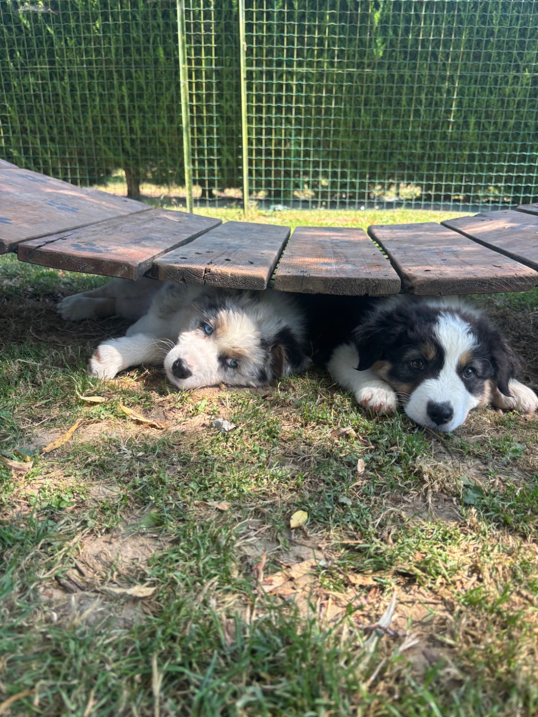 Du Domaine Des Robes Sacrées - Chiots disponibles - Berger Australien