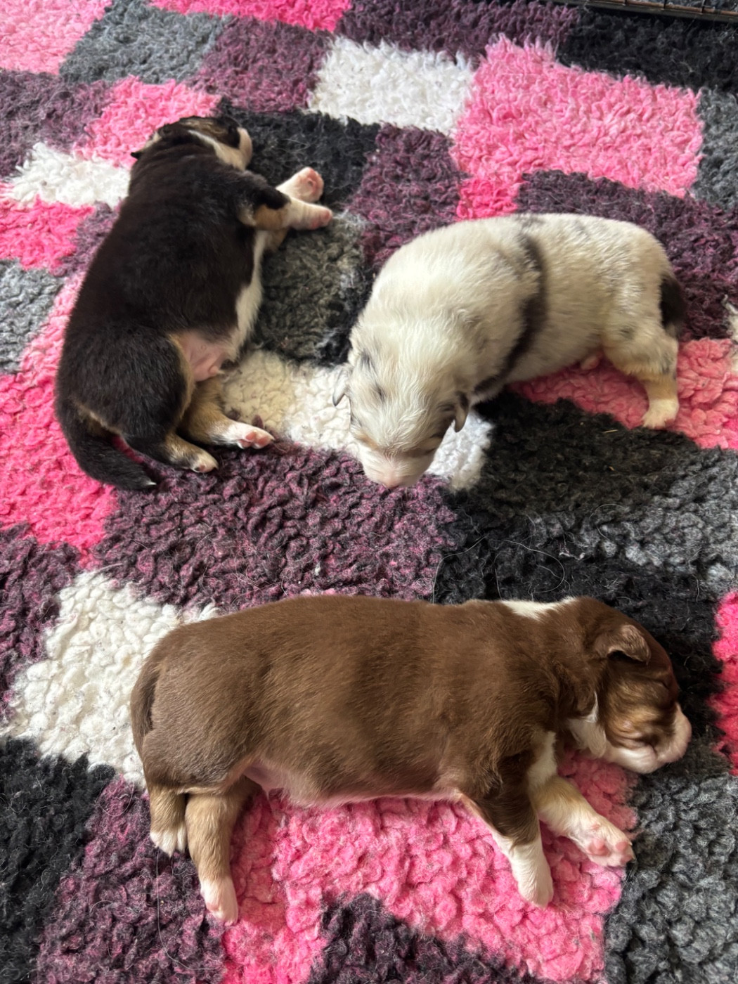 Du Domaine Des Robes Sacrées - Chiots disponibles - Berger Australien