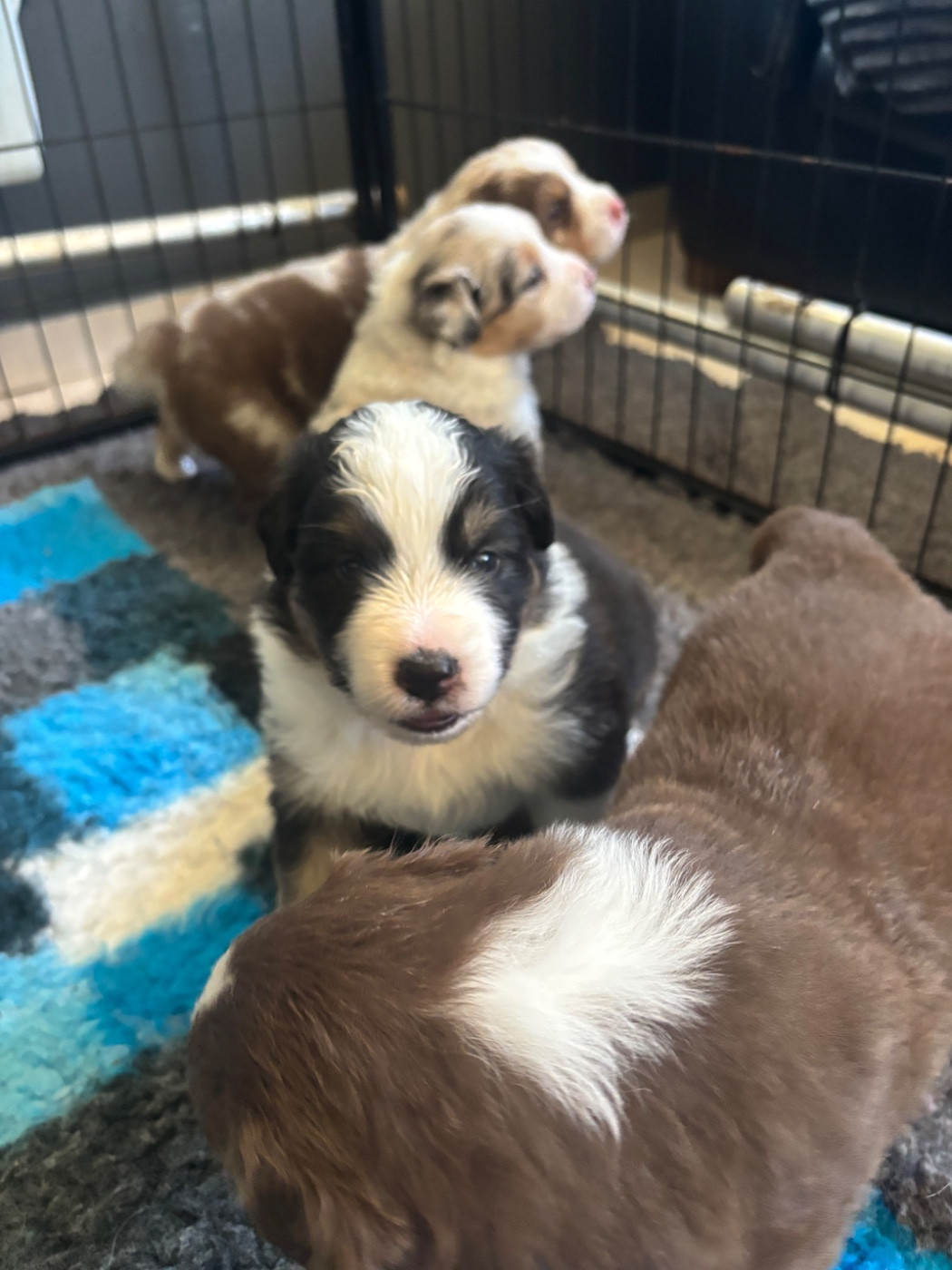 Du Domaine Des Robes Sacrées - Chiots disponibles - Berger Australien