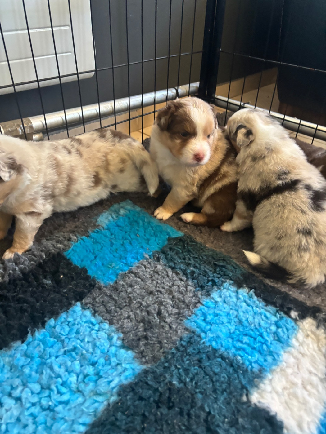 Du Domaine Des Robes Sacrées - Chiots disponibles - Berger Australien