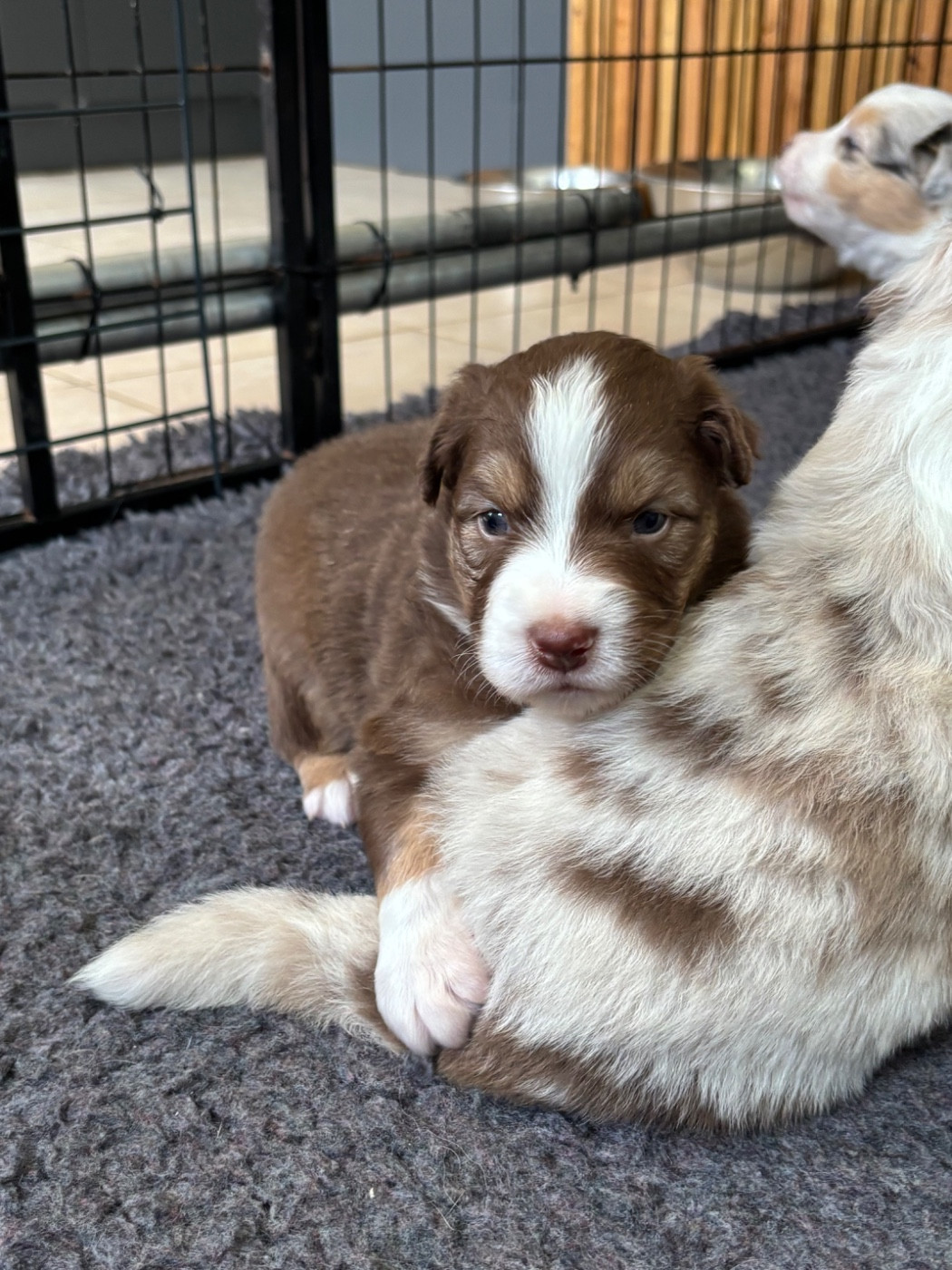 Du Domaine Des Robes Sacrées - Chiots disponibles - Berger Australien
