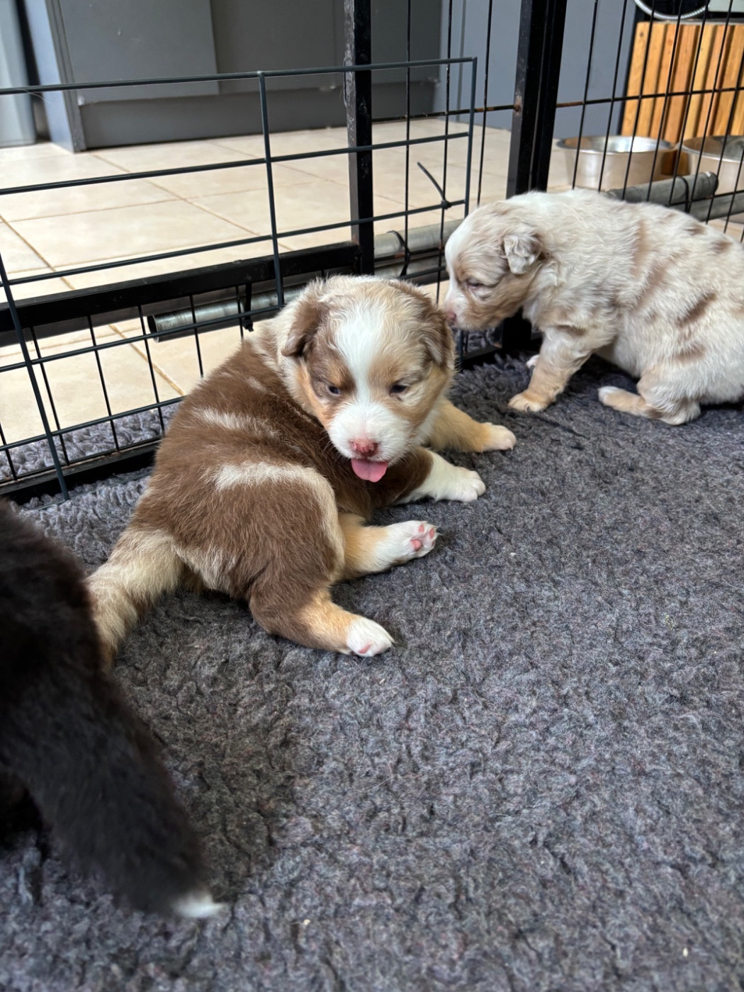 Du Domaine Des Robes Sacrées - Chiots disponibles - Berger Australien