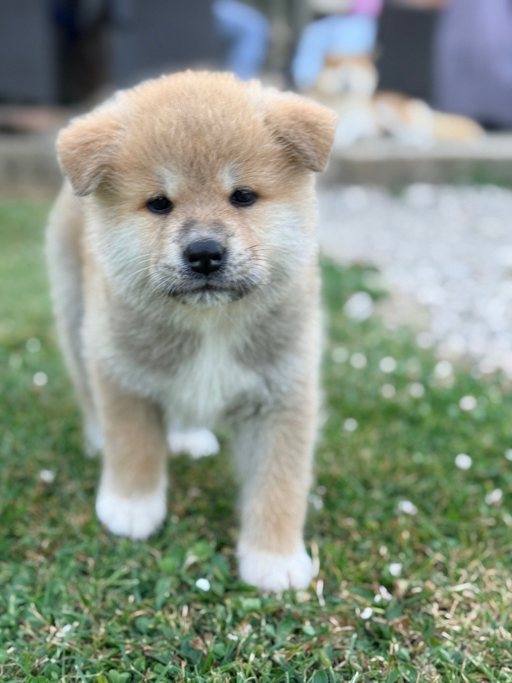 Du Domaine Des Robes Sacrées - Chiots disponibles - Berger Australien
