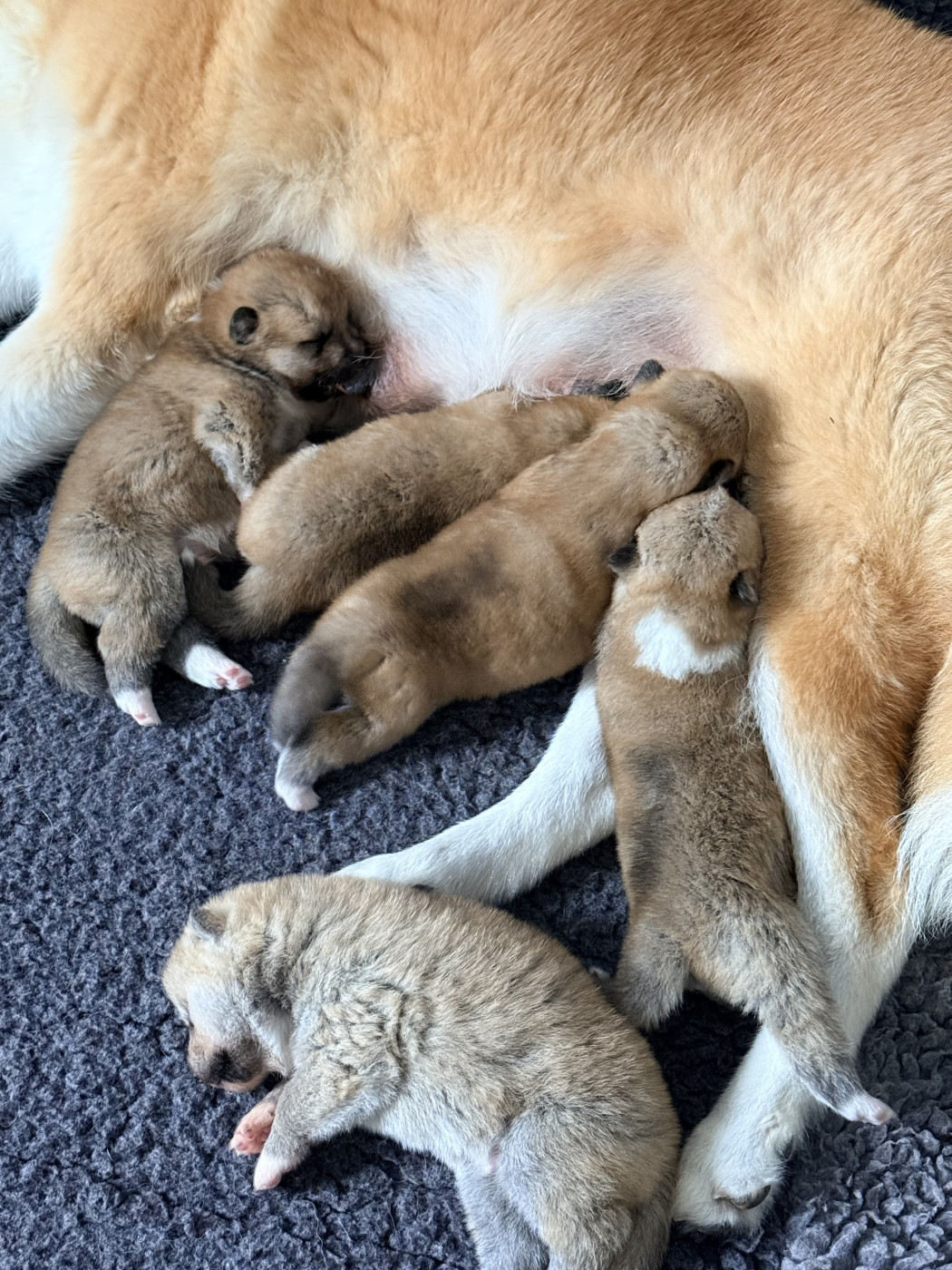 Chiot Akita Du Domaine Des Robes Sacrées