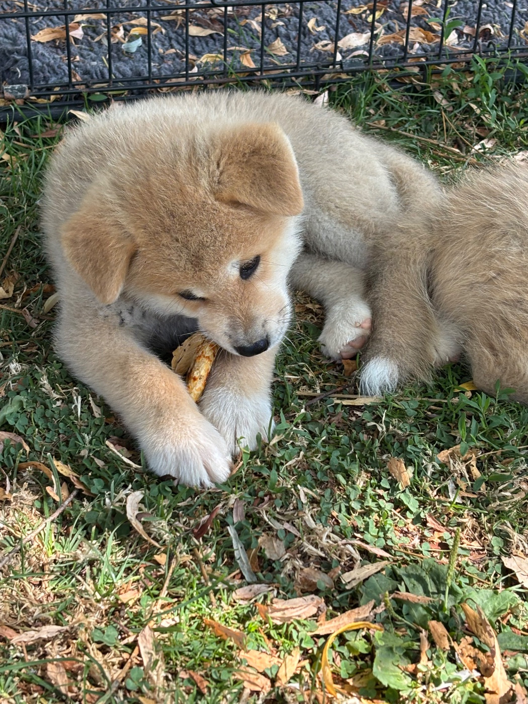 Du Domaine Des Robes Sacrées - Chiots disponibles - Akita