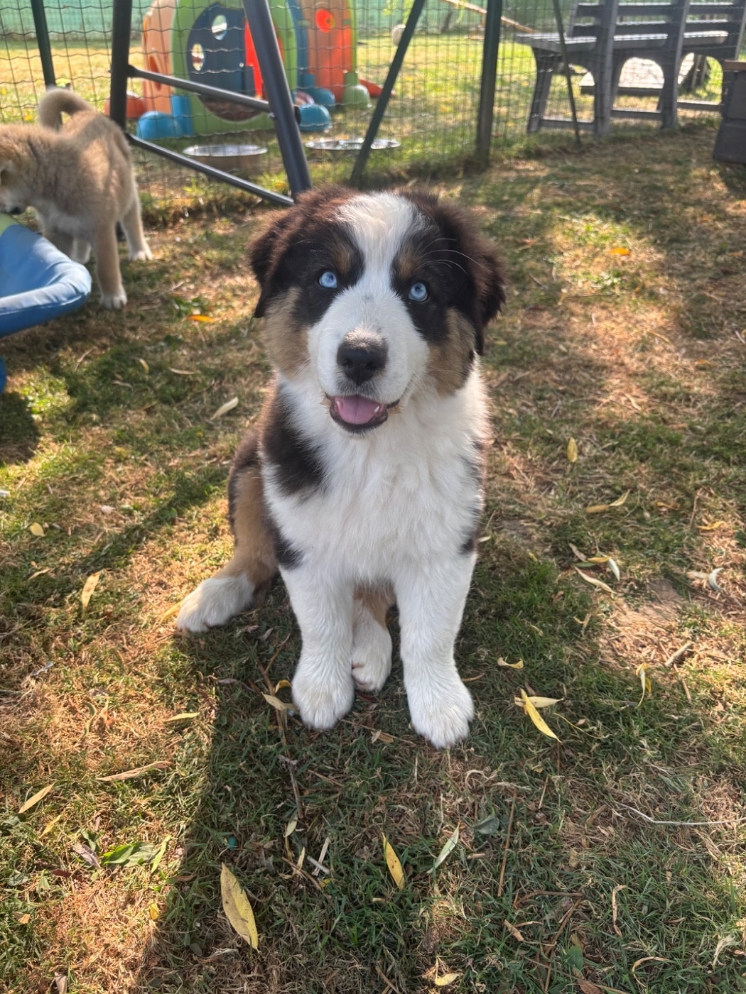 Du Domaine Des Robes Sacrées - Chiots disponibles - Berger Australien