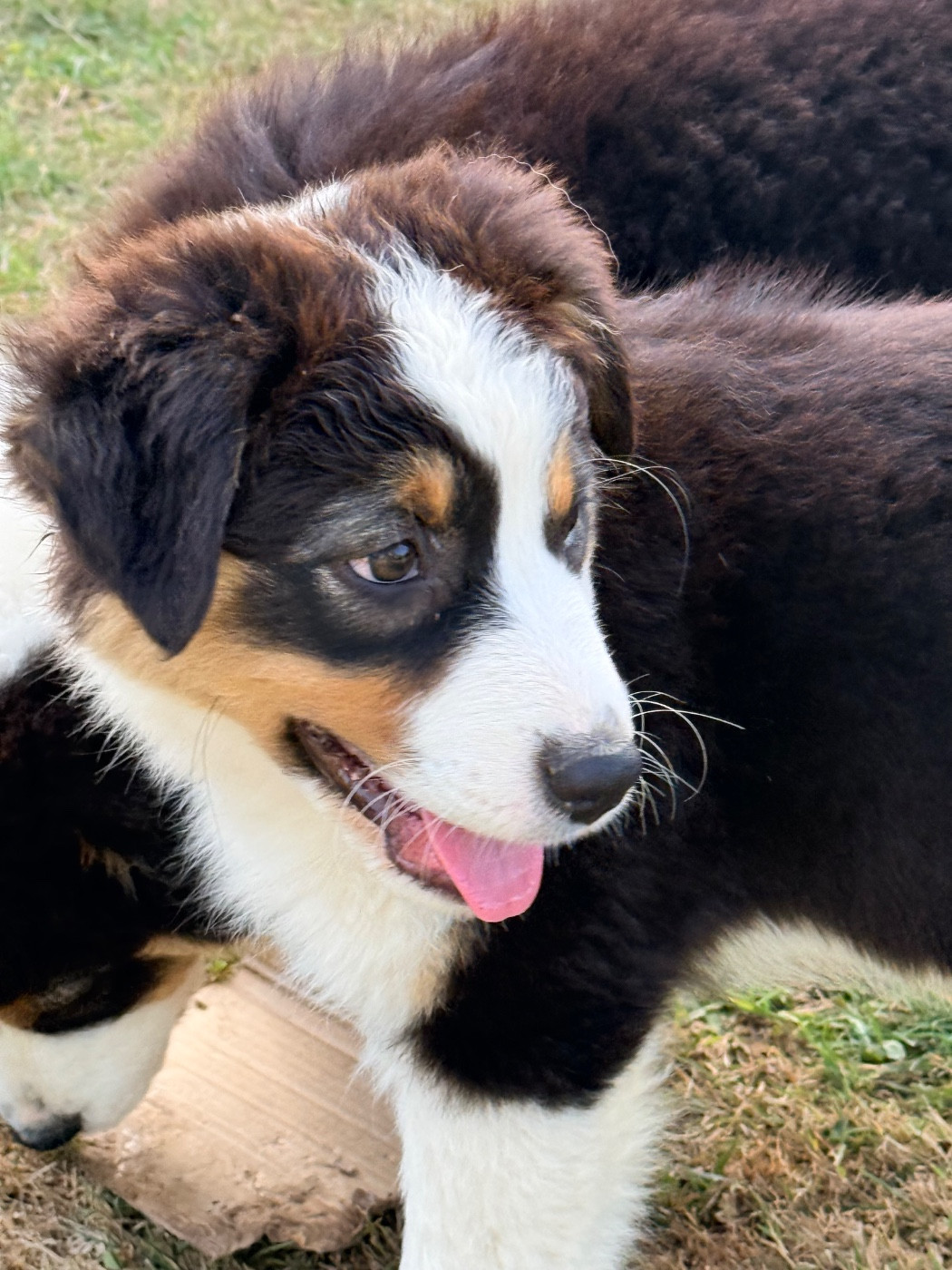 Du Domaine Des Robes Sacrées - Chiots disponibles - Berger Australien
