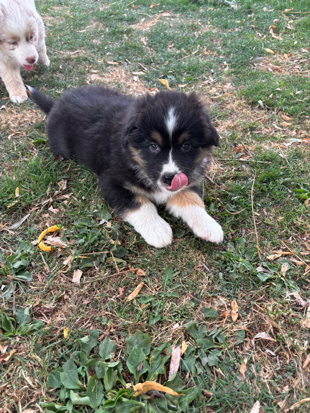 Du Domaine Des Robes Sacrées - Chiots disponibles - Berger Australien