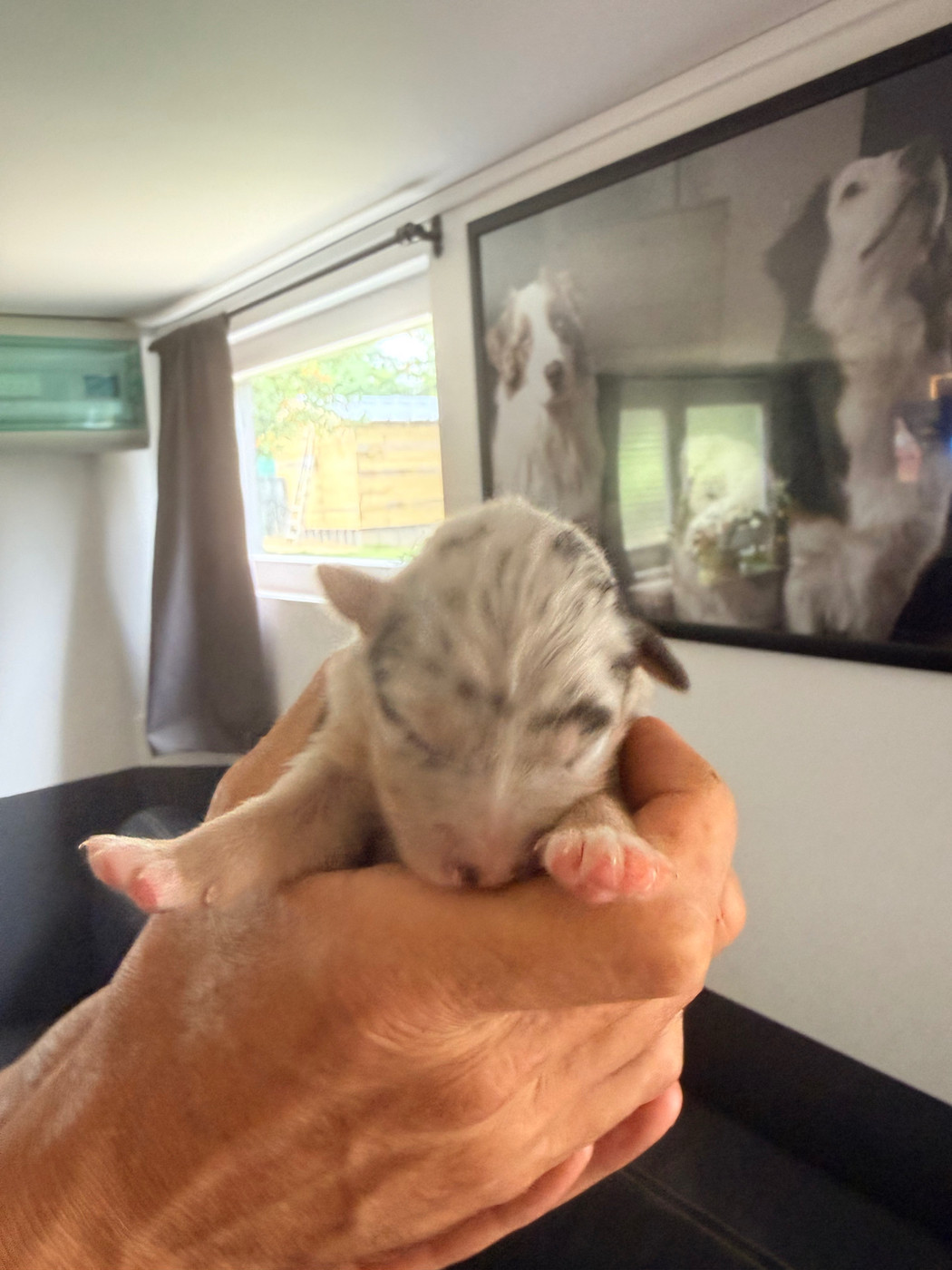 Du Domaine Des Robes Sacrées - Chiots disponibles - Berger Australien