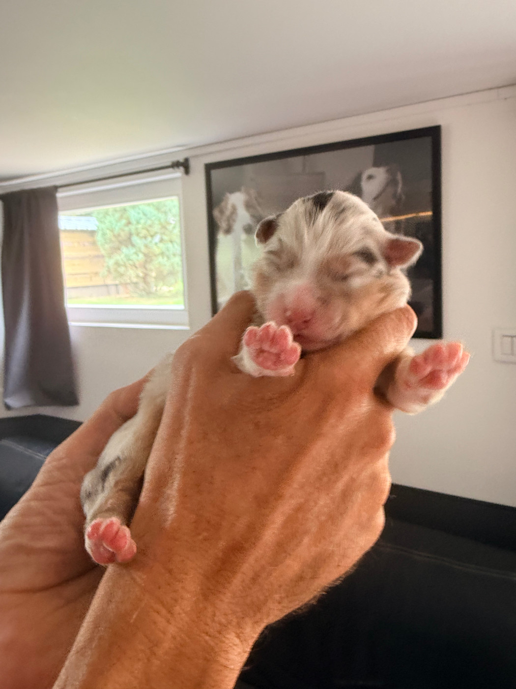 Du Domaine Des Robes Sacrées - Chiots disponibles - Berger Australien