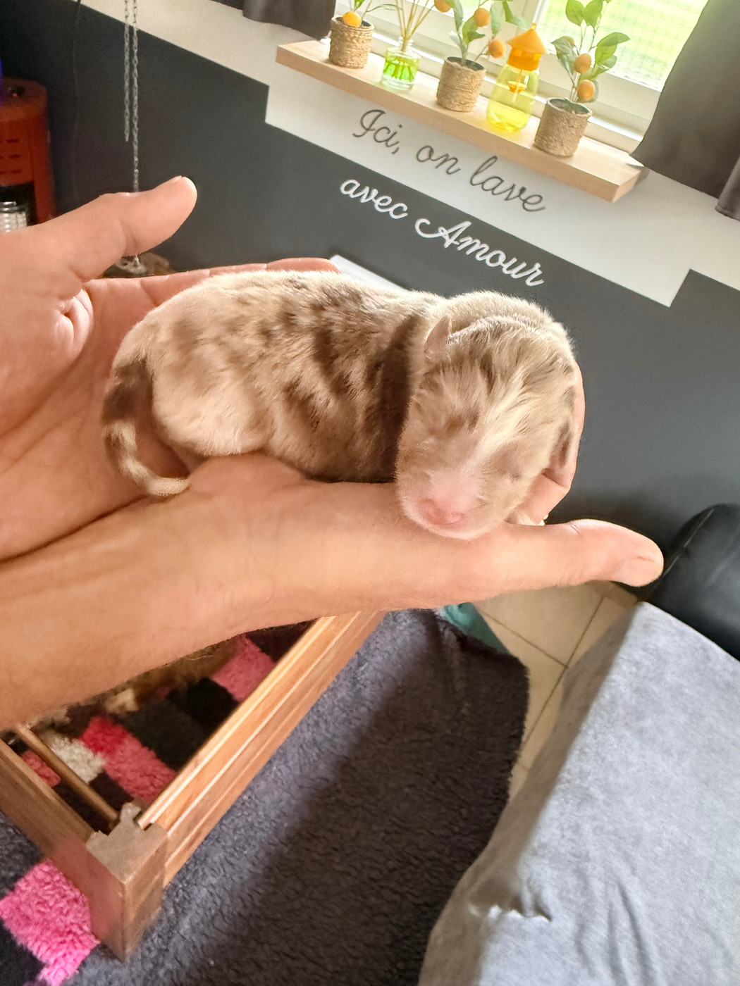 Du Domaine Des Robes Sacrées - Chiots disponibles - Berger Australien