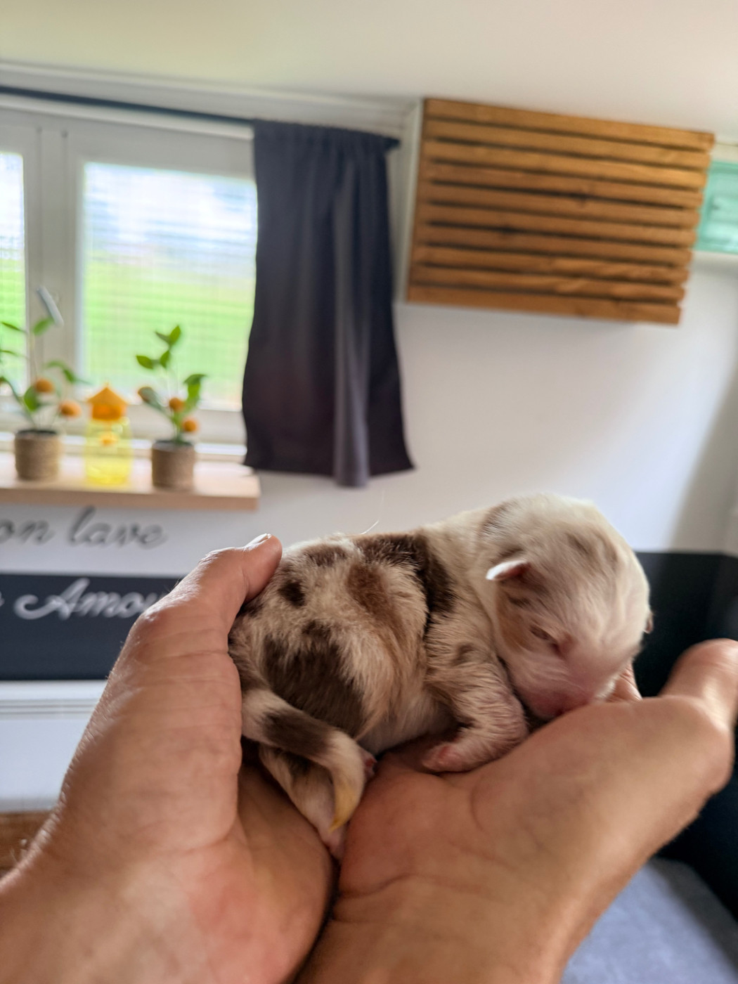 Du Domaine Des Robes Sacrées - Chiots disponibles - Berger Australien