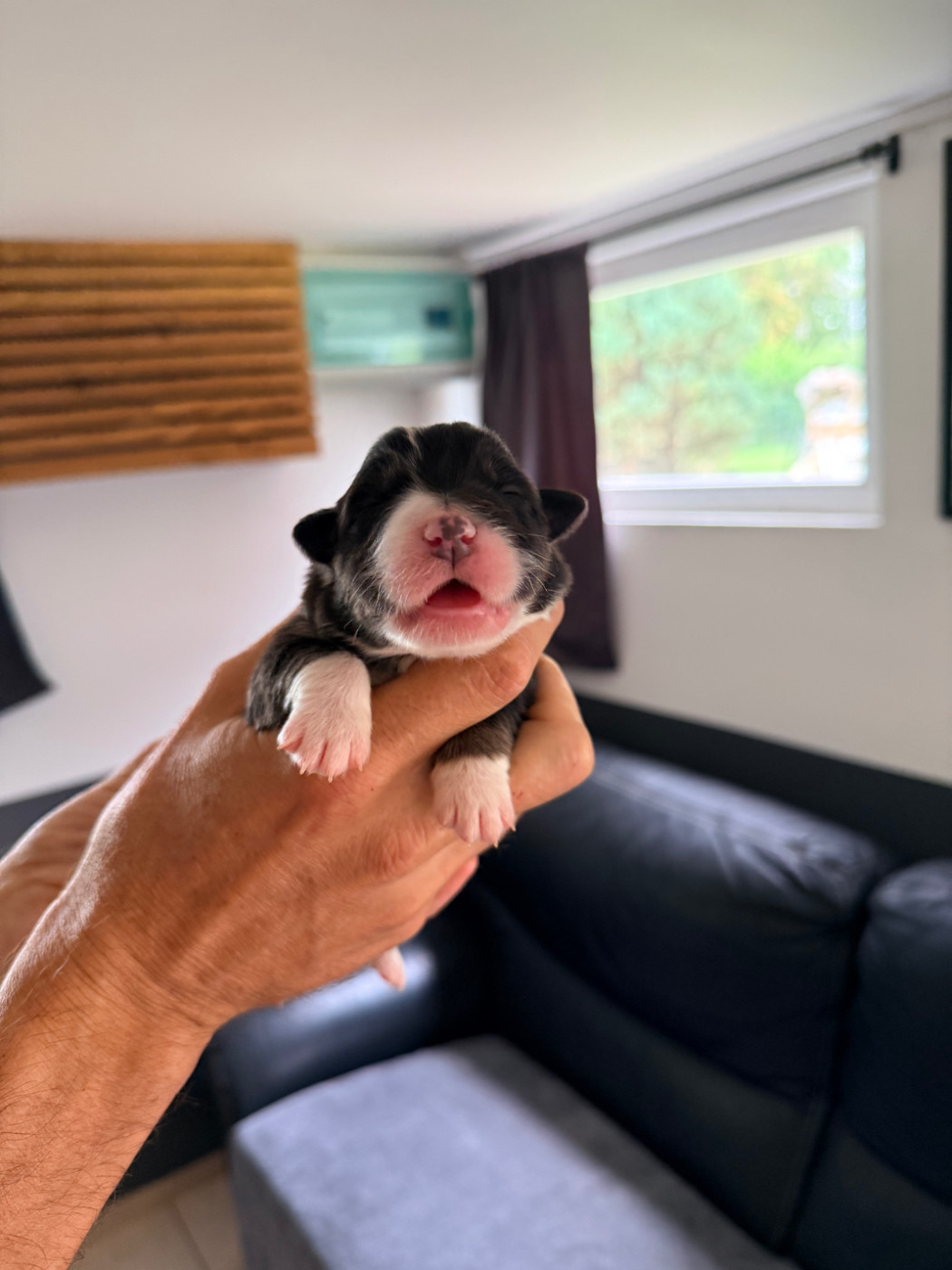 Du Domaine Des Robes Sacrées - Chiots disponibles - Berger Australien