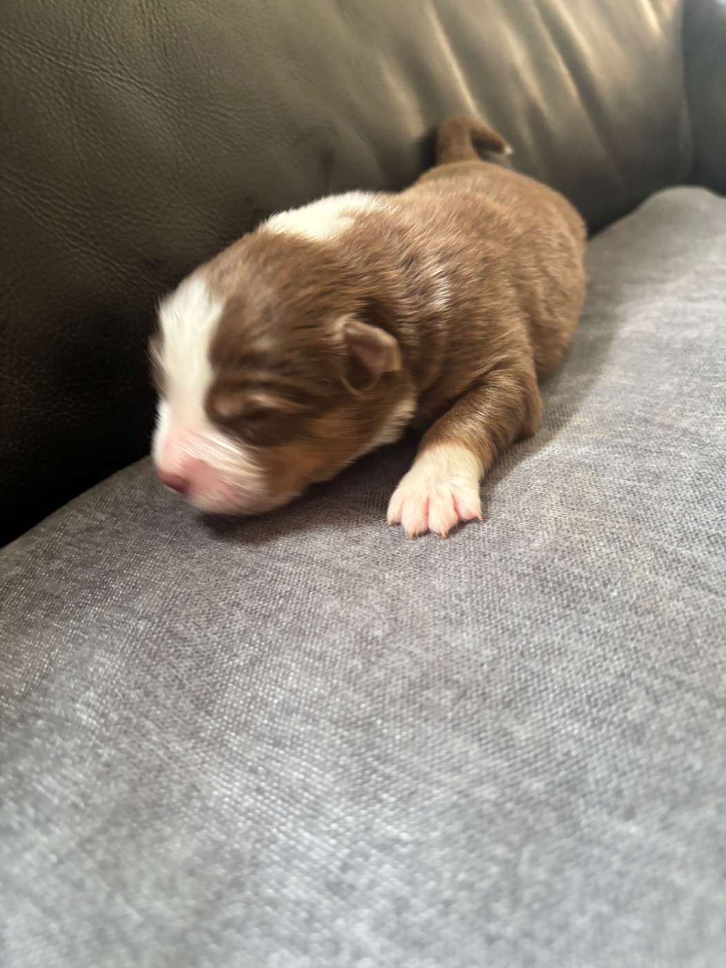 Du Domaine Des Robes Sacrées - Chiots disponibles - Berger Australien