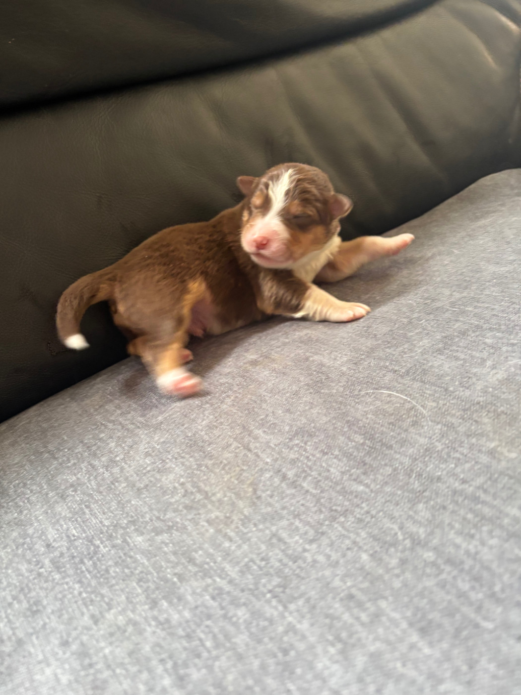 Du Domaine Des Robes Sacrées - Chiots disponibles - Berger Australien