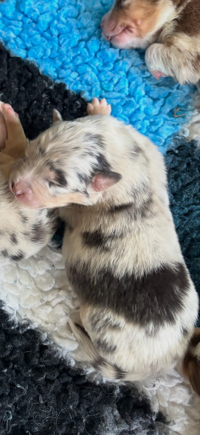 Du Domaine Des Robes Sacrées - Chiots disponibles - Berger Australien