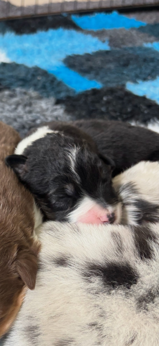 Du Domaine Des Robes Sacrées - Chiots disponibles - Berger Australien