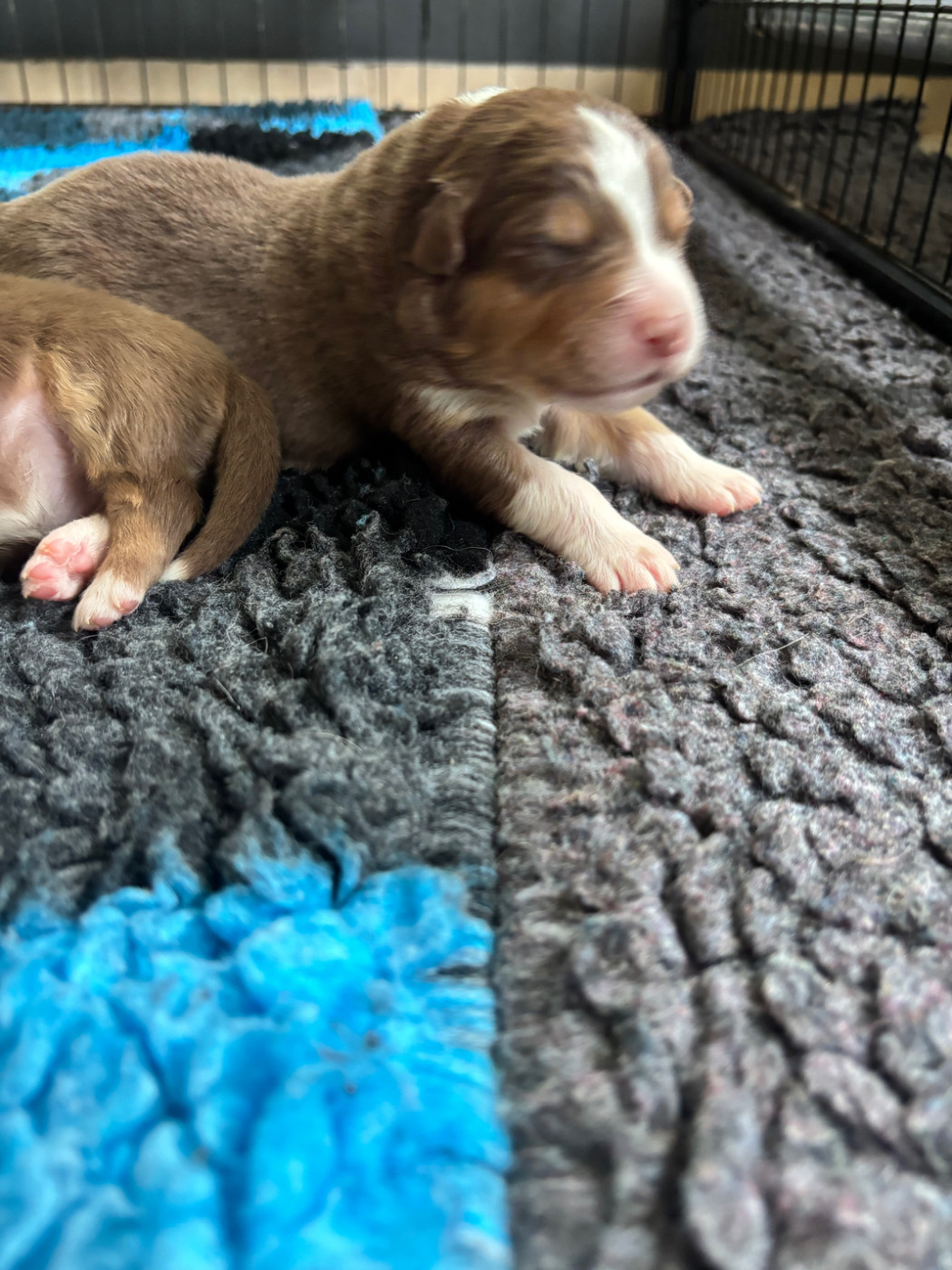 Du Domaine Des Robes Sacrées - Chiots disponibles - Berger Australien