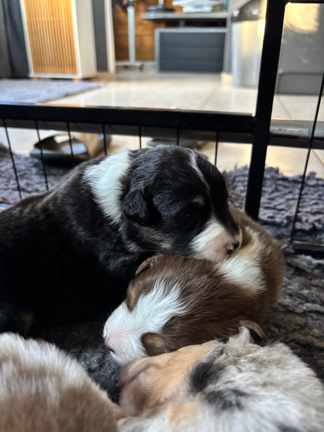 Du Domaine Des Robes Sacrées - Chiots disponibles - Berger Australien
