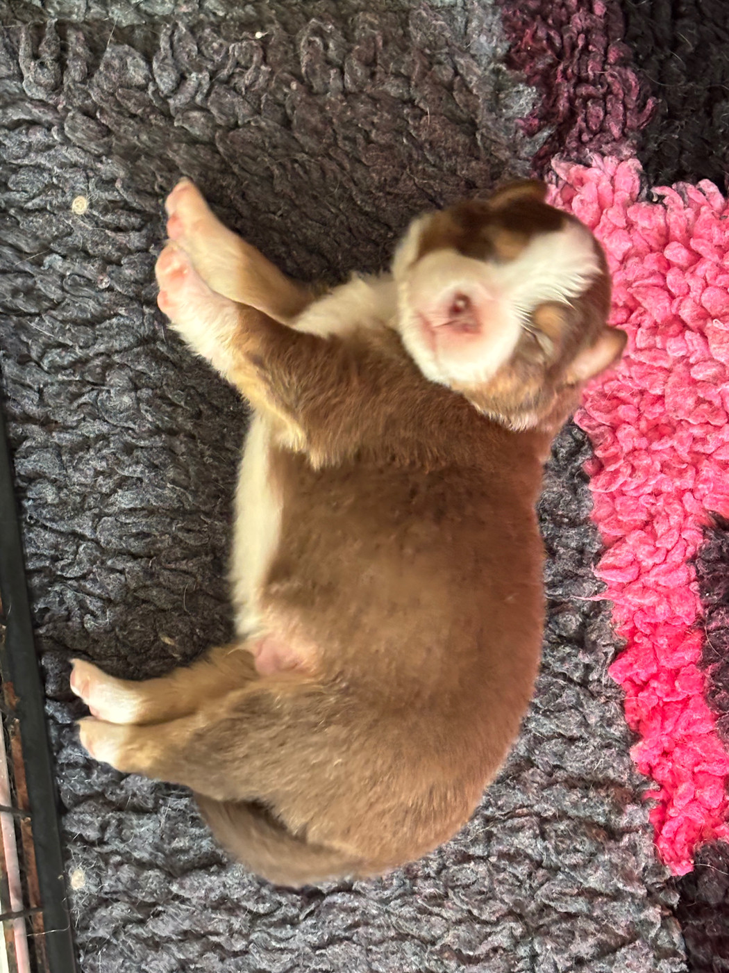 Du Domaine Des Robes Sacrées - Chiots disponibles - Berger Australien