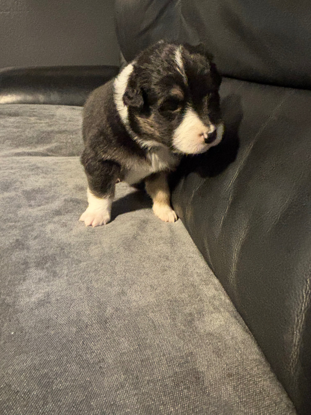 Du Domaine Des Robes Sacrées - Chiots disponibles - Berger Australien