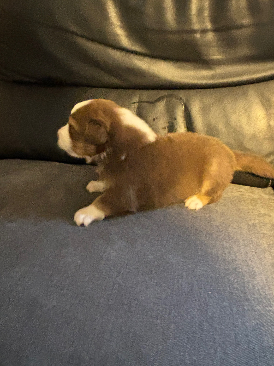 Du Domaine Des Robes Sacrées - Chiots disponibles - Berger Australien