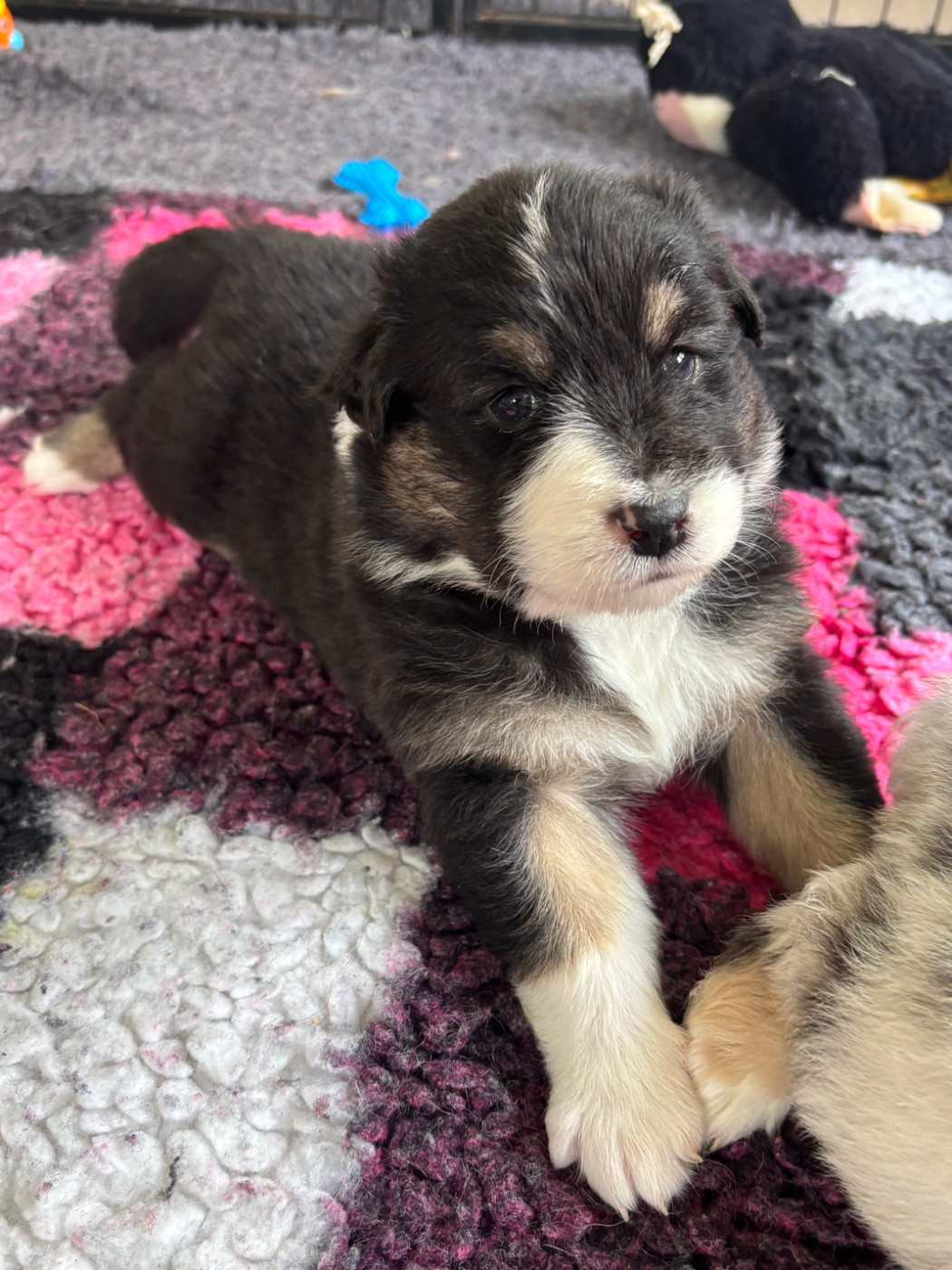 Du Domaine Des Robes Sacrées - Chiots disponibles - Berger Australien