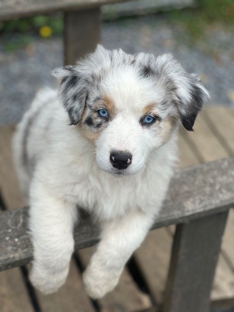 Du Domaine Des Robes Sacrées - Chiots disponibles - Berger Australien