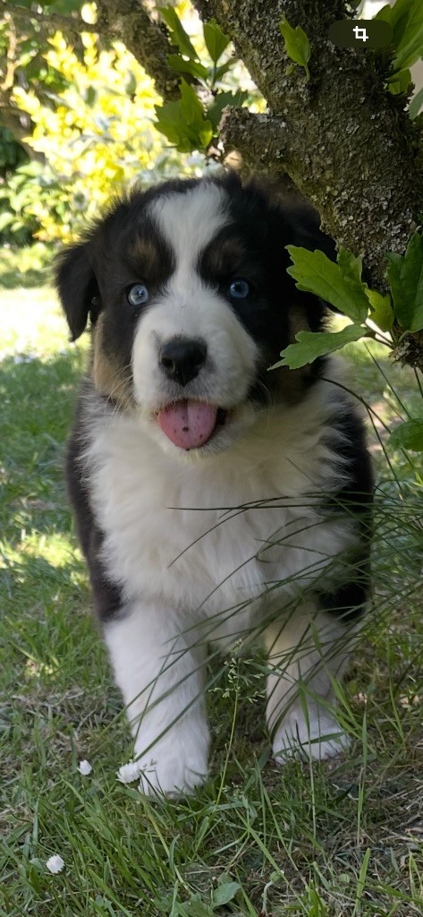 Du Domaine Des Robes Sacrées - Chiots disponibles - Berger Australien