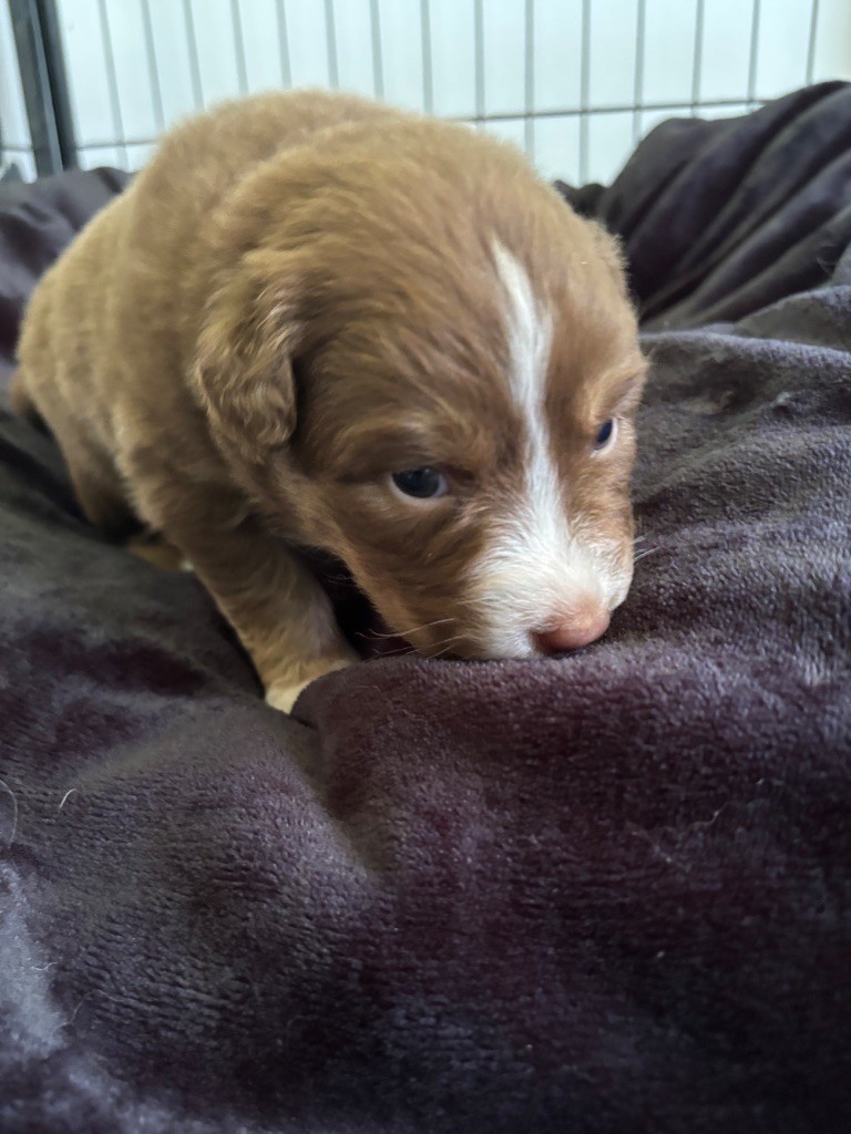 Du Domaine Des Robes Sacrées - Chiots disponibles - Berger Australien
