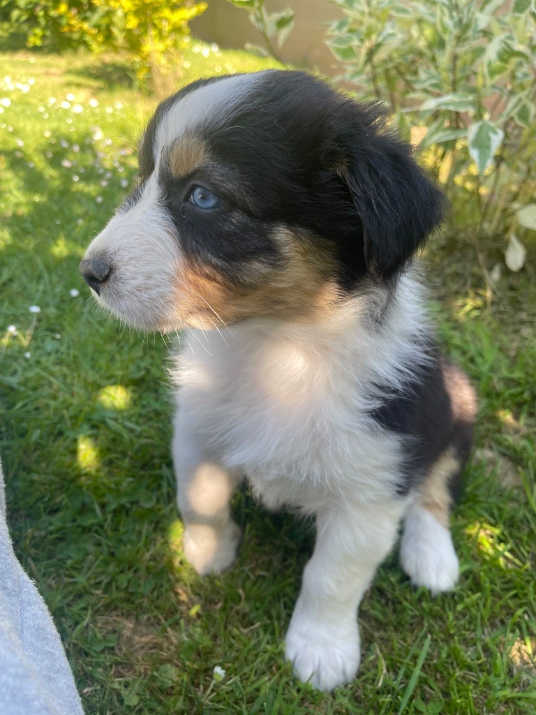 Du Domaine Des Robes Sacrées - Chiots disponibles - Berger Australien
