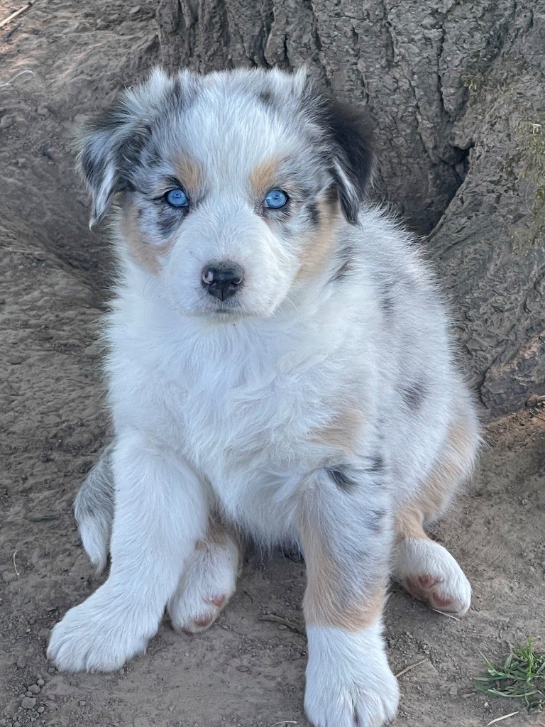 Du Domaine Des Robes Sacrées - Chiots disponibles - Berger Australien