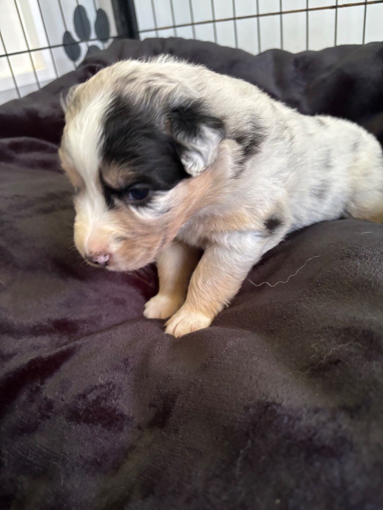 Du Domaine Des Robes Sacrées - Chiots disponibles - Berger Australien