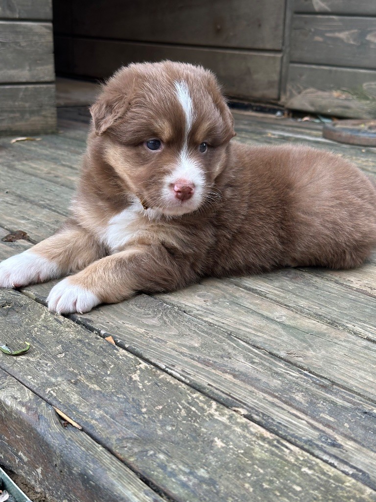 Du Domaine Des Robes Sacrées - Chiots disponibles - Berger Australien