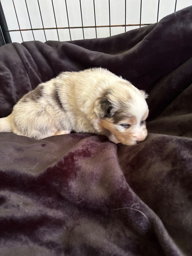 Du Domaine Des Robes Sacrées - Chiots disponibles - Berger Australien