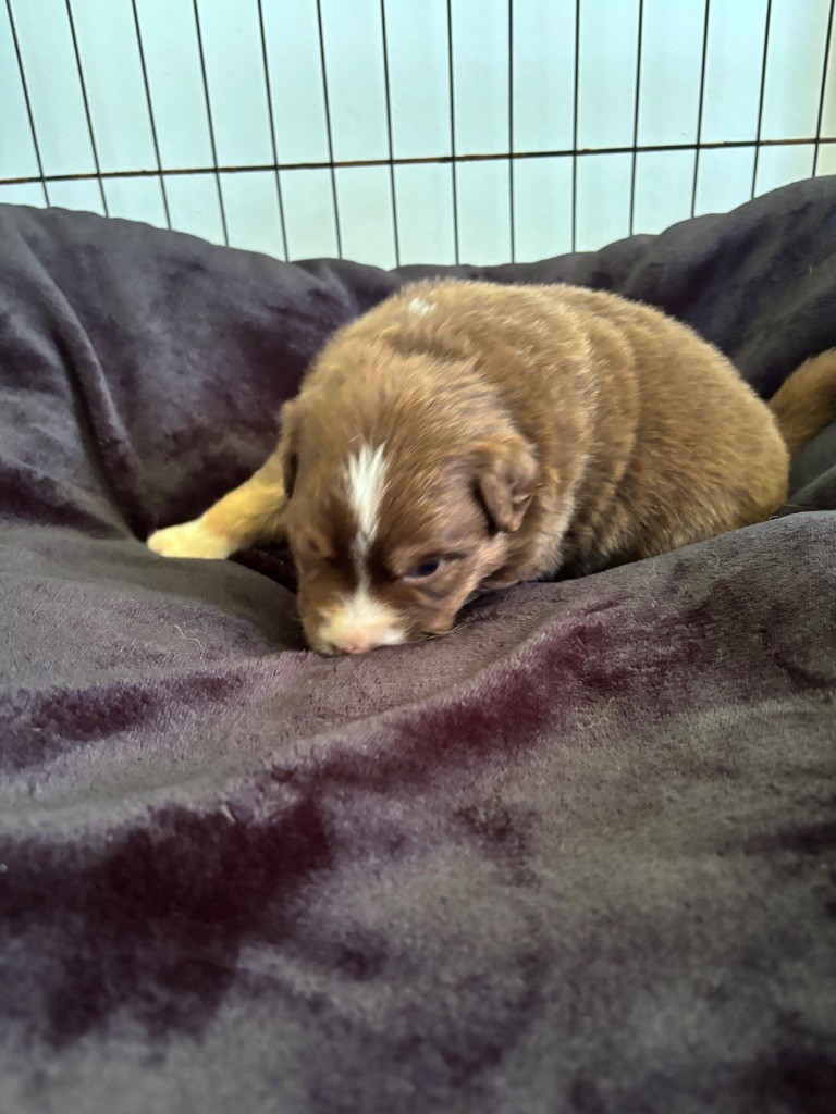 Du Domaine Des Robes Sacrées - Chiots disponibles - Berger Australien